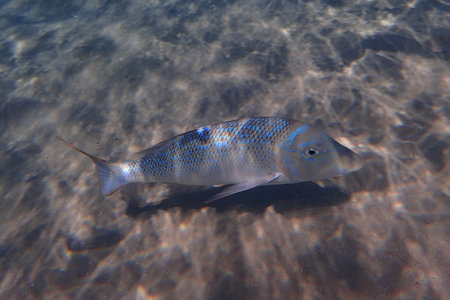exotic sea fish in the Makadi Bay