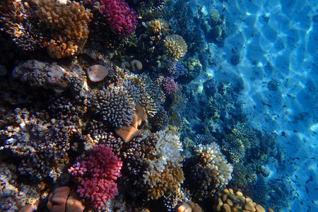 coral reef in the Red Sea Egyptの写真素材