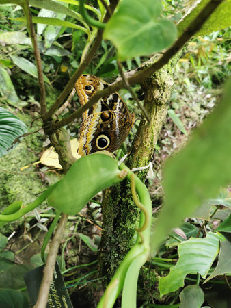 tropical green jungle from the morning spring