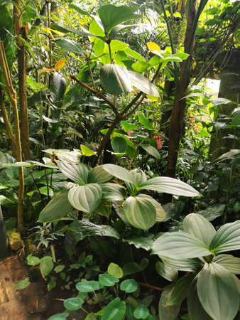tropical green jungle from the morning spring