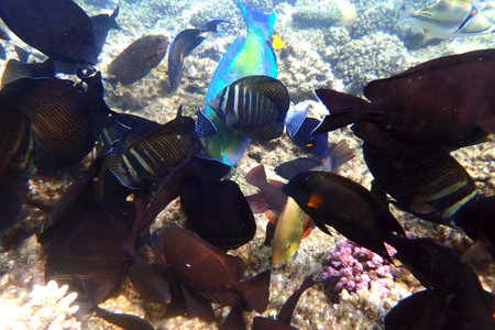 coral reef background from Makadi Bay Egypt