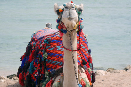 nice camel is resting near the seaの写真素材