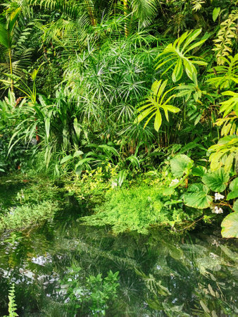 tropical green jungle from the morning springの写真素材