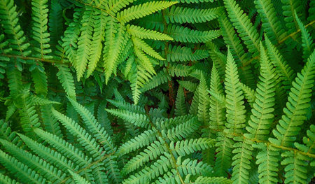 green fern leaves texture as very nice backgroundの写真素材