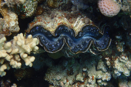 giant clam in the coral reef in Egypt, Safaga