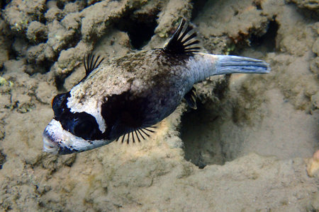 puffer fish from Red Sea makadi bay Egypt