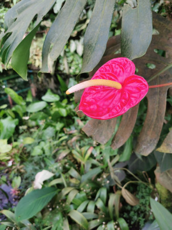 tropical green jungle from the morning spring