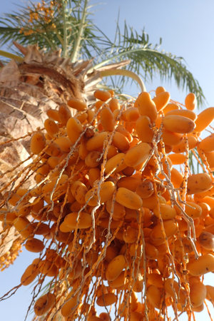 date fruits on the palm tree as a very nice background