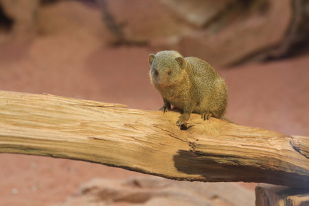 small andu cute animal dwarf mongoose (Helogale parvula)