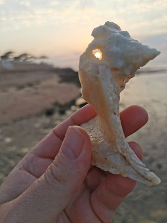 old sea shell in human hand at sunset