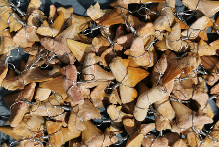 shark teeth collection texture as nice backgroundの写真素材