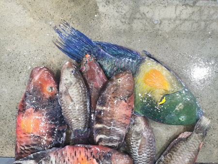 fishes and other animals from the red sea from the fish market