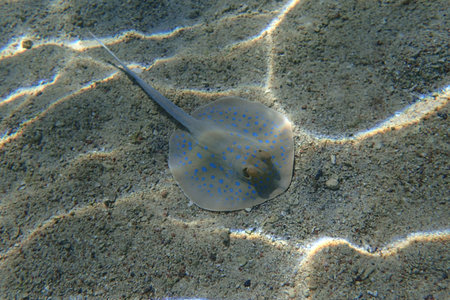 bluespotted ribbontail ray in the sand Red Sea