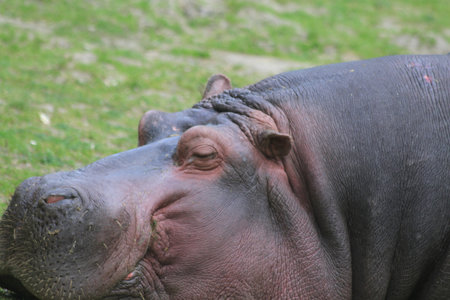 big hippo is resting after big dinner