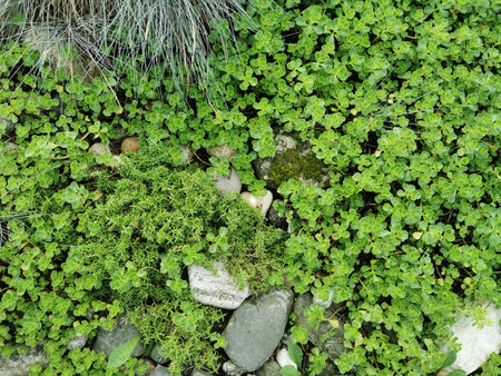nice plant texture as very nice natural background
