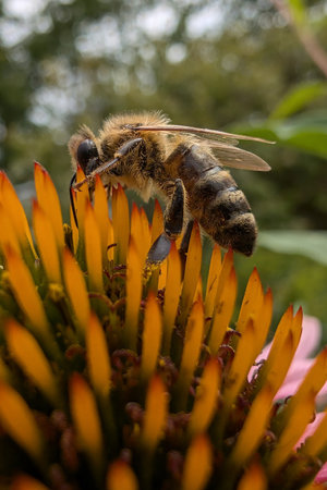 bee is visiting flower in the early autumn
