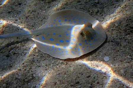 bluespotted ribbontail ray in the sand Red Sea