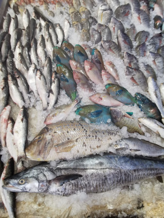 fishes and other animals from the red sea from the fish marketの写真素材