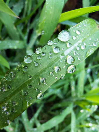 fresh water drops on the green grassの写真素材
