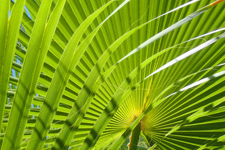 fresh green palm leaves texture as nice natural backgroundの写真素材
