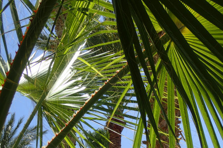 fresh green palm leaves texture as nice natural backgroundの写真素材