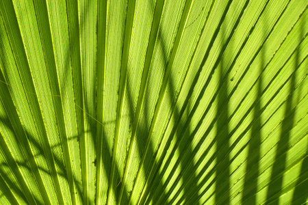 fresh green palm leaves texture as nice natural backgroundの写真素材