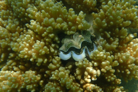sea shell in the red sea Egyptの写真素材