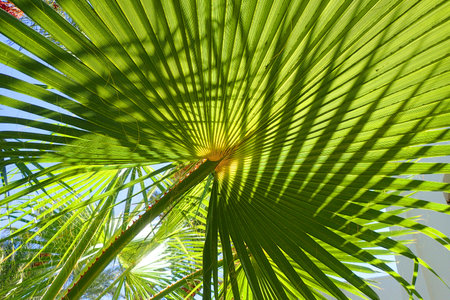 fresh green palm leaves texture as nice natural backgroundの写真素材