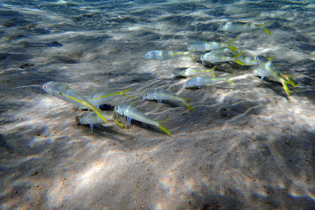 Mulloides vanicolensis fishes from the Red Sea