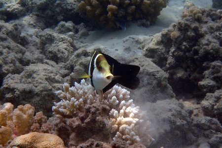 unknown fish from red sea Egypt, Hurghadaの写真素材