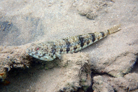 Synodus variegatus fish from Red Sea, Egypt