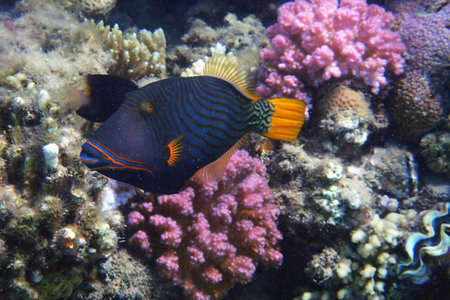 Orangelined triggerfish (Balistapus undulatus) fish in the red sea