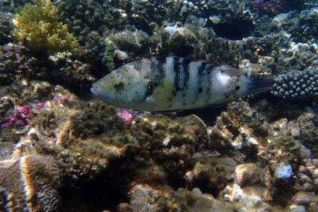 Redbreasted wrasse (cheilinus quinquecinctus) fish from red sea