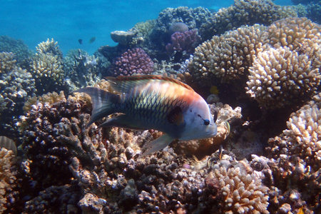 slingjaw wrasse - Epibulus insidiator, fish from Red Sea, Egypt, Makadi bayの写真素材