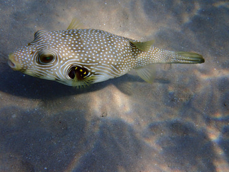 White-spotted puffer (Arothron hispidus) from the red sea