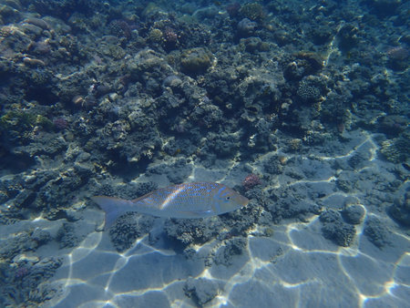 nice coral reef life in the Egypt, Safaga