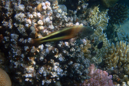 Freckled Hawkfish (Paracirrhites forsteri) Red Sea, Egypt, Makadi bay