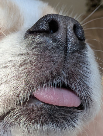 detail of small chihuahua face with tongueの写真素材