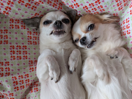 small chihuahua is resting with her friend in the bed