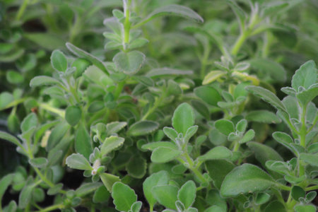 indian borage plant as very nice green backgroundの写真素材