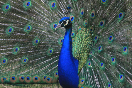 nice big young peacock on the sunの写真素材