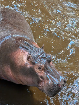 small hippo in the river at the summerの写真素材