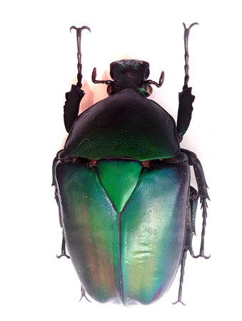 big green bug isolated on the white backgroundの写真素材