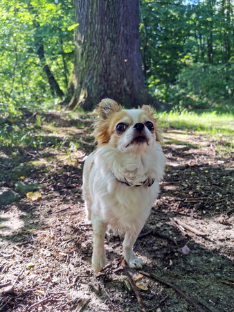 longhair chihuahua in the green forestの写真素材
