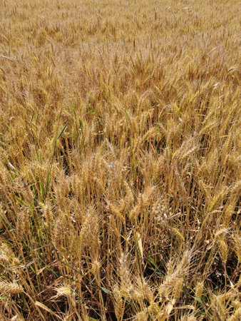 summer oat field in the Czech Republicの写真素材