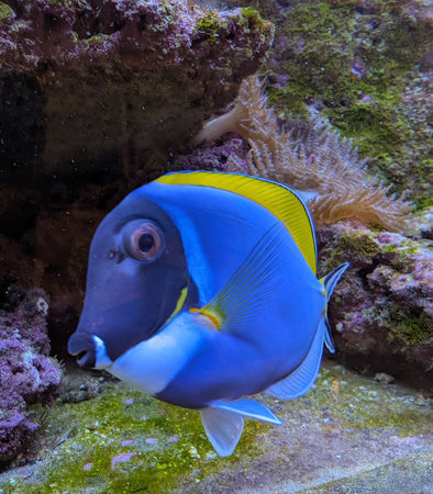 dory fish from the red seaの写真素材