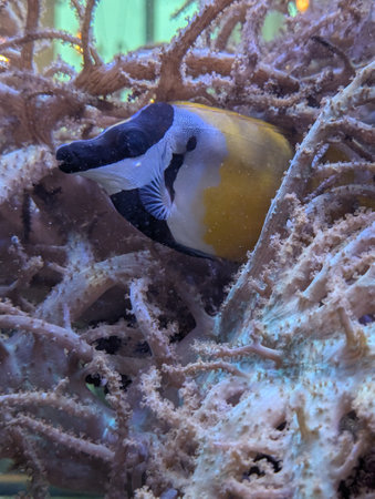 fish from the red sea is hiding in coralの写真素材