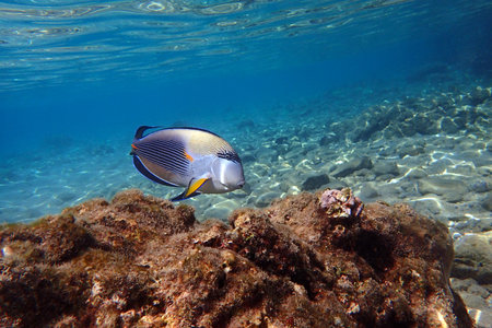 Acanthurus sohal fish from the Red Sea