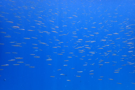 small fishes in the Red Sea Egypt, Hurghadaの写真素材