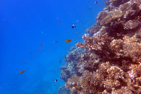 color marine life in the Red Sea Egypt, Hurghadaの写真素材